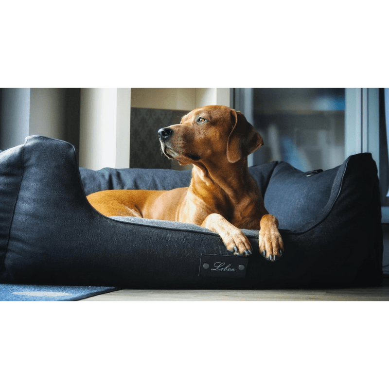 Lebon Carl Plus mit Hund