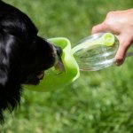 PROCYON Trinkflasche Leaf Hund trinkt