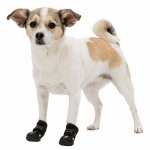 Pfotenschutz Walker Active mit Hund