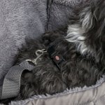 Trixie Fronttasche Molly Hund innen