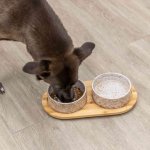 Trixie Napf-Set Keramik-Bambus mit Hund Ansicht von oben