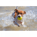 Karlie Tennisbälle 30-15 - 2er Set 6 cm mit Hund