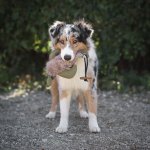 PROCYON Duck Dummy mit Kunstfell mit Hund 2