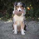 PROCYON Duck Dummy mit Kunstfell mit Hund 3