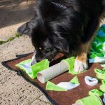 PROCYON Intelligenzschnüffelmatte mit Hund 2
