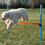 Trixie Agility Hürde großer Hund