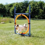 Trixie Agility Ring mit Hund unten