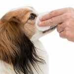 Trixie Augenpflege Einweg-Pads mit Hund