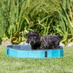 Trixie Hundepool petrol-grau mit kleinem Hund
