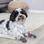 Trixie Hundesocken Grau Mit Hund 2
