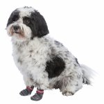 Trixie Hundesocken Grau mit Hund