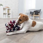 Trixie Schnüffelball für Hunde mit Hund
