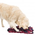 Trixie Schnüffelteppich Strategie-Spiel mit Hund