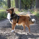 Duvoplus EXPLOR Ultimate Fit No-Pull-Geschirr mit Hund