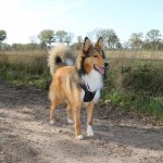 Duvoplus EXPLOR Ultimate Fit No-Pull-Geschirr mit Hund Frontansicht