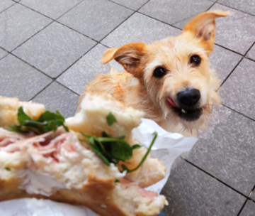 Hund schaut auf ein Sandwich