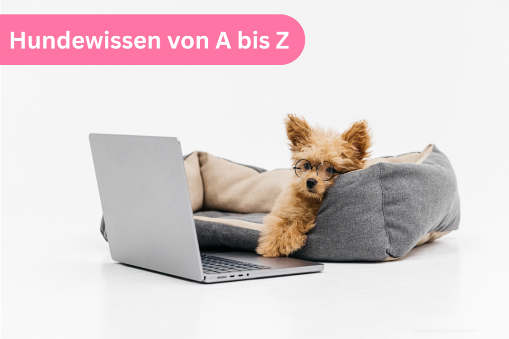 Hundewissen von A bis Z