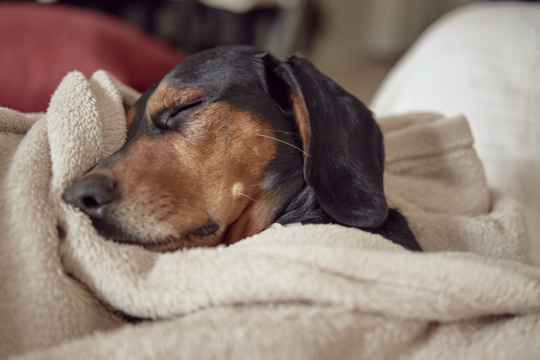 Schonkost für Hunde: Ein kranker Hund schläft unter einer Decke