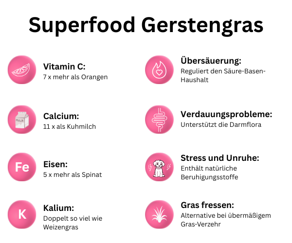Superfood für Hunde Gerstengras