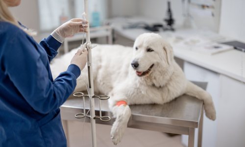 Hund bekommt eine Infusion