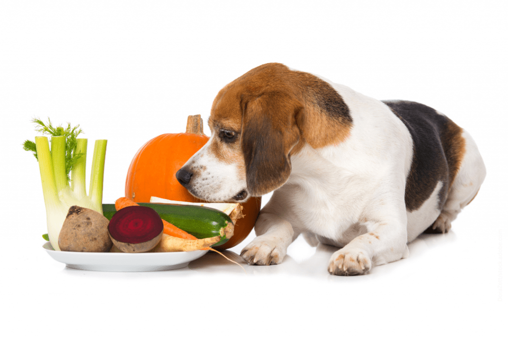 Vegane Ernährung für Hunde