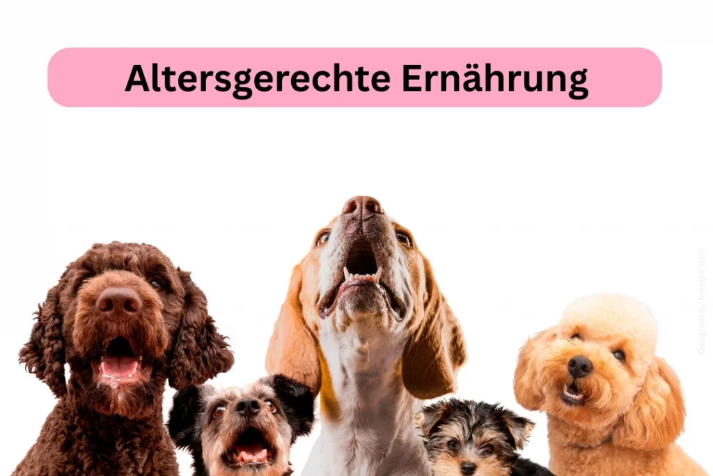 Hundeernährung in jedem Alter