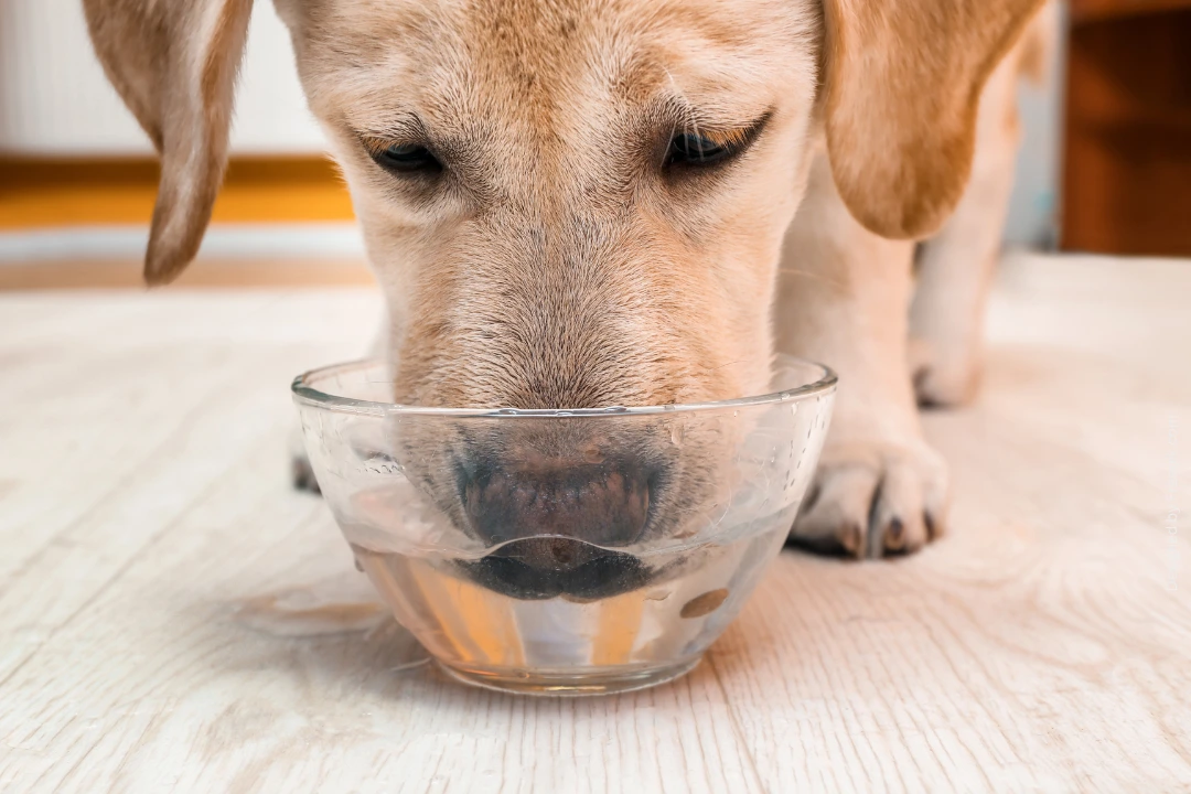 Wasserbedarf beim Hund