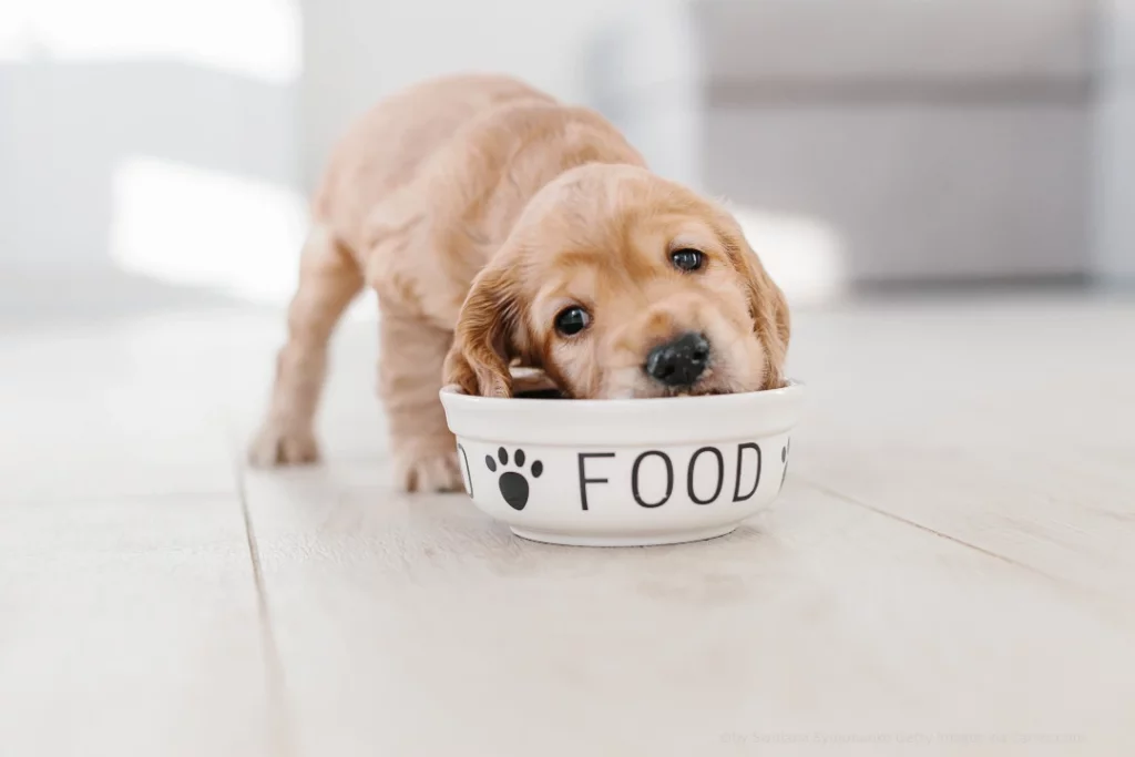 Hundeernährung