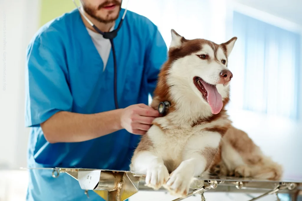 Ein Husky liegt auf der Liege beim Tierarzt und der Tierarzt hört sein Herz ab.