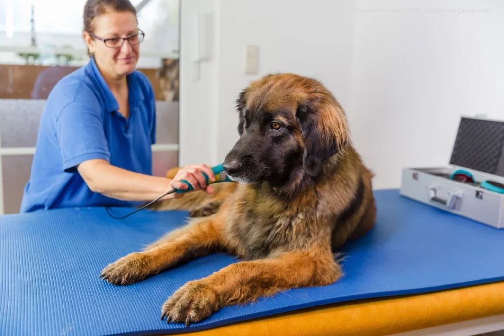Ein Hund liegt beim Physiotherapeuten auf einem Tisch und bekommt eine Behandlung gegen Arthrose.