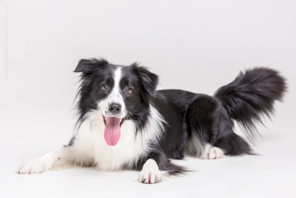 Ein erwachsener adult Border Collie liegt auf dem Boden und schaut fröhlich.
