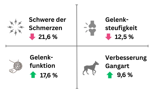 Grafik über die Forschung zu orthopädischer Hundebetten