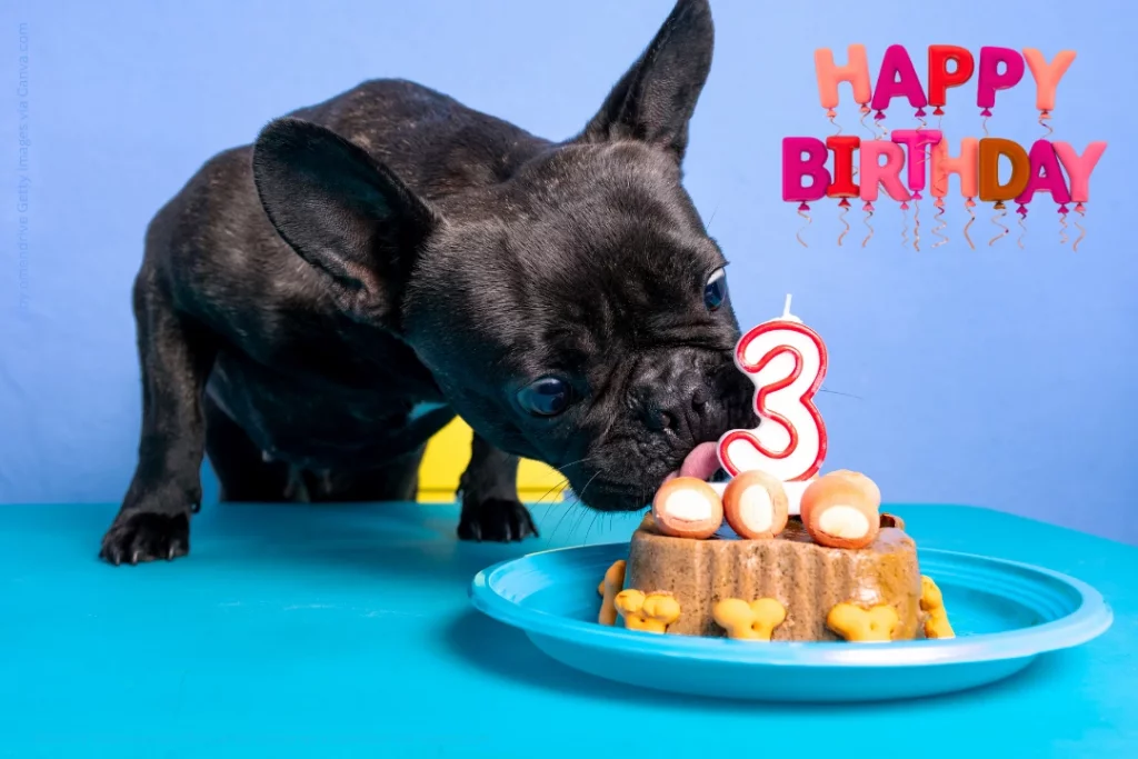 Ein Hund frsst enen Hundekuchen auf dem eine Kerze mit einer drei ist.