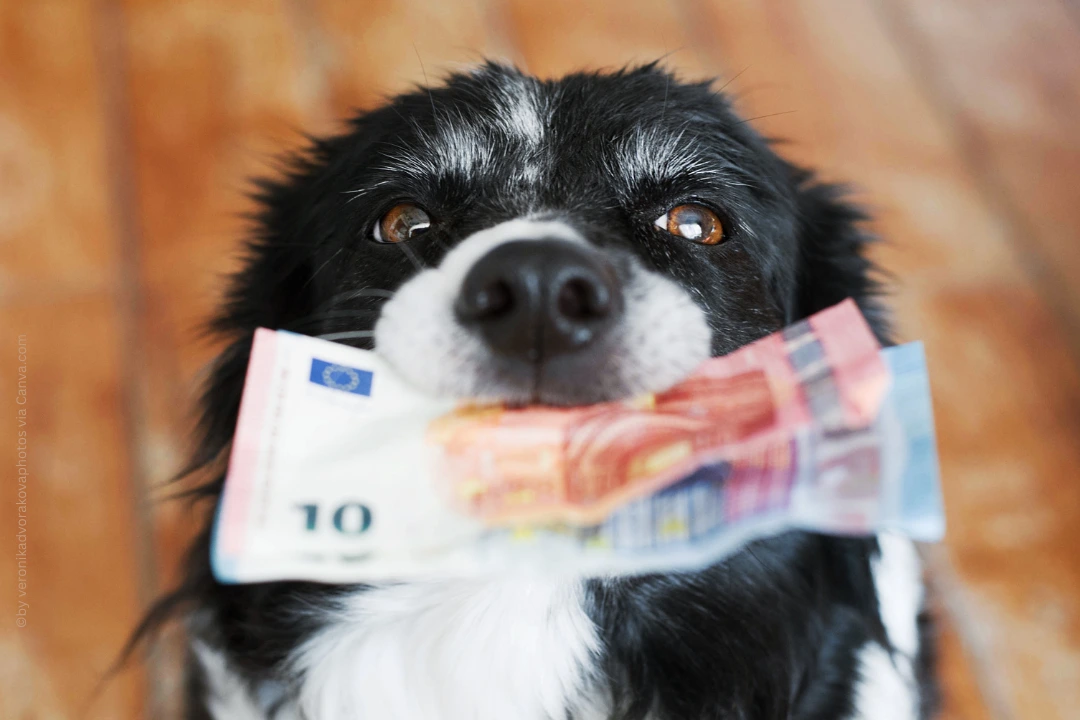 Ein Hund hat ein paar Euroscheine im Maul.