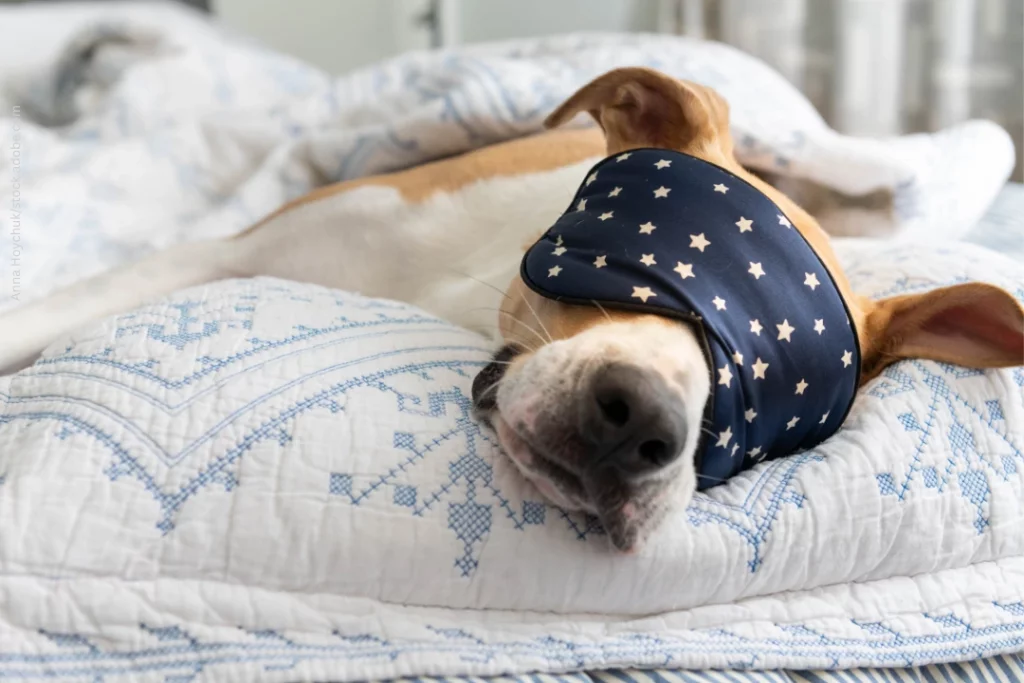 Hund schläft auf einem Bett mit Schlafmaske