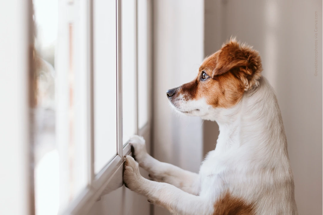 Ein Hund steht wartend am Fenster und schaut nach draußen.