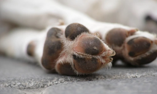Auf dem Bild sieht man trockene Hundeballen