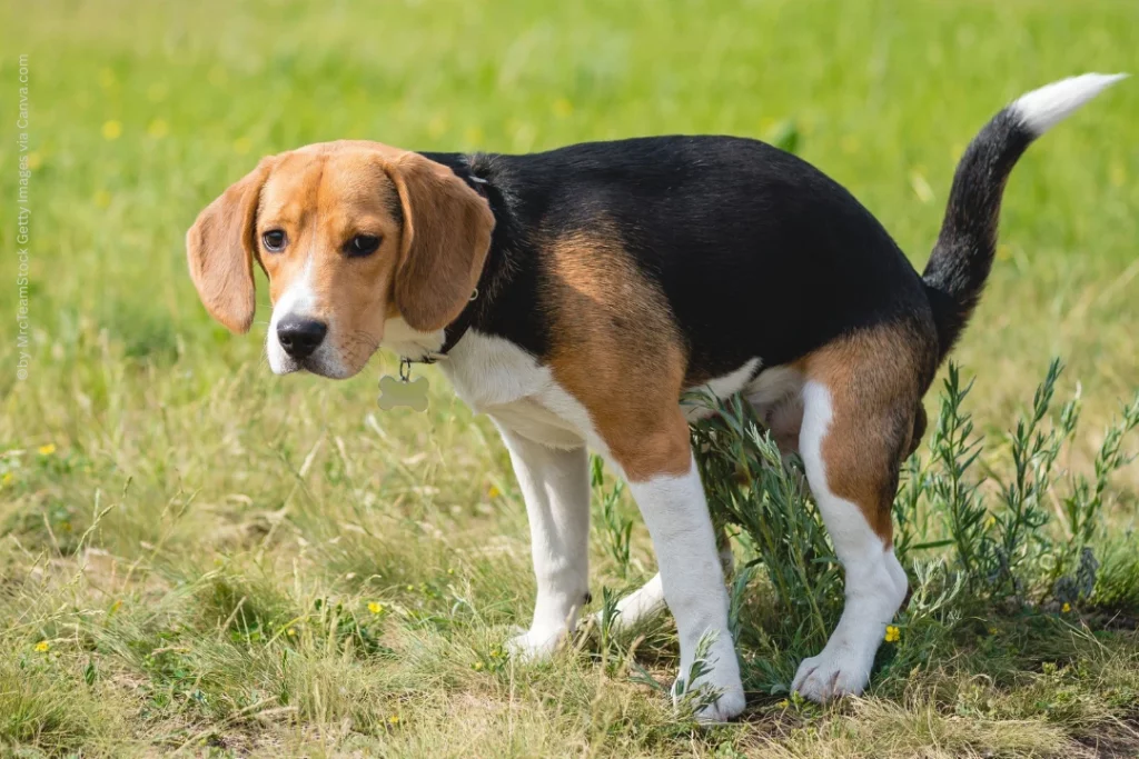 Ein Hund sitzt auf der Wiese und versucht Kot abzusetzen
