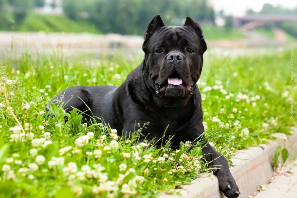 Ein schwarzer Cane Corso mit kupierten Ohren liegt auf einer Wiese.