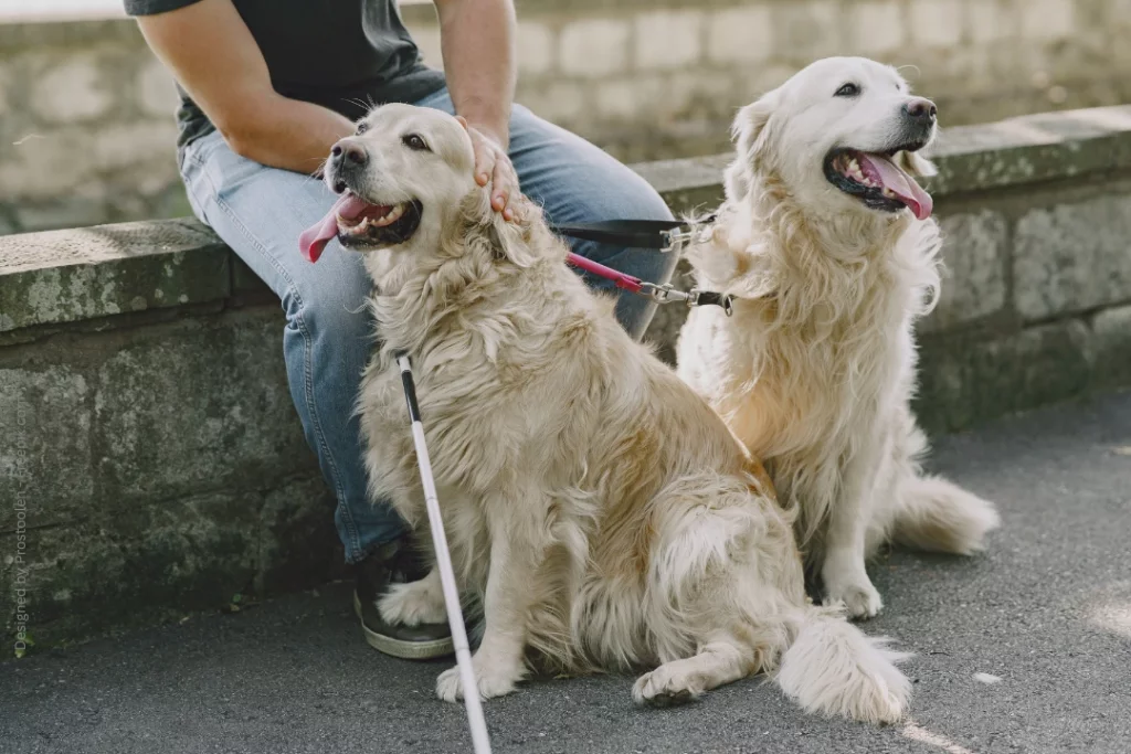 Zwei Golden Retriever sitzen bei einem Blinden und helfen im als Blindenhunde.