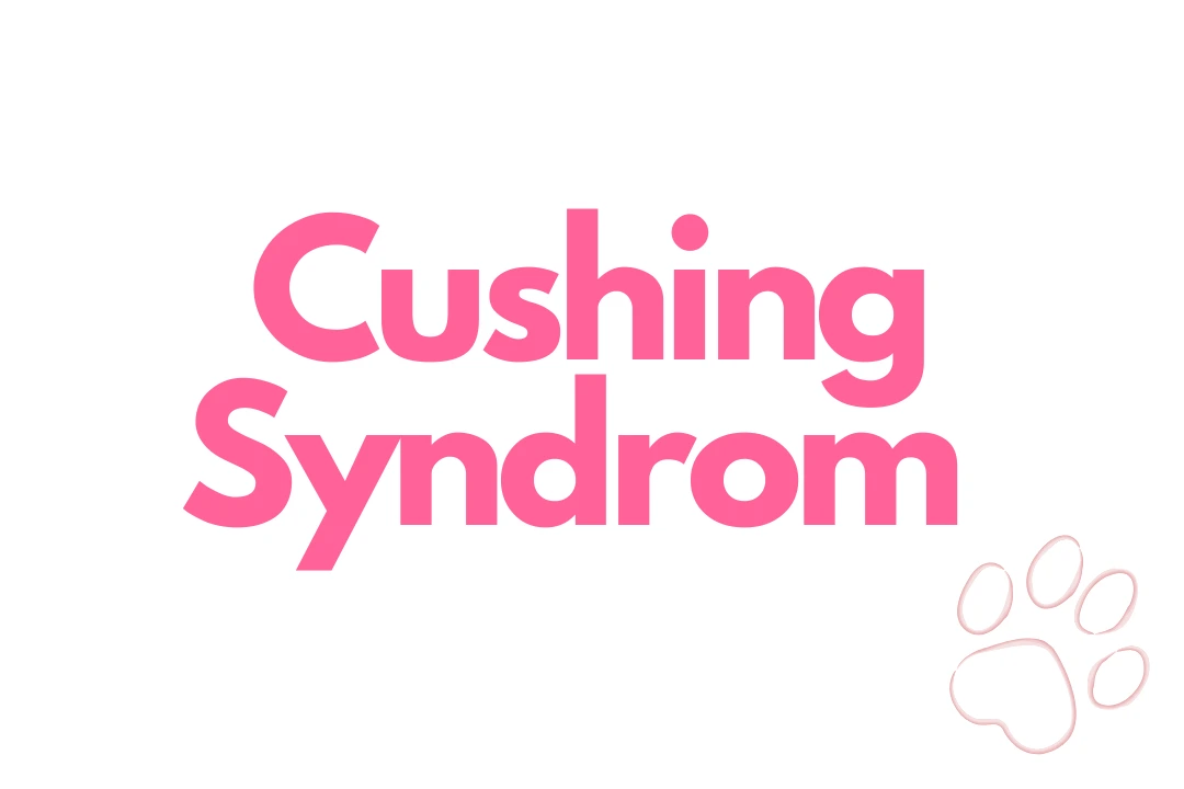 Auf dem Bild steht das Wort Cushing Syndrom mit einer Hundepfote