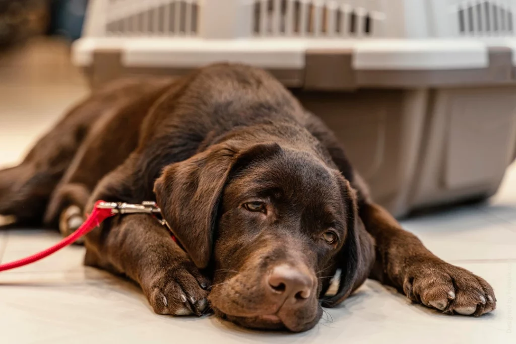Ein kranker, brauner Labrador liegt neben einer Transportbox beim Tierarzt.