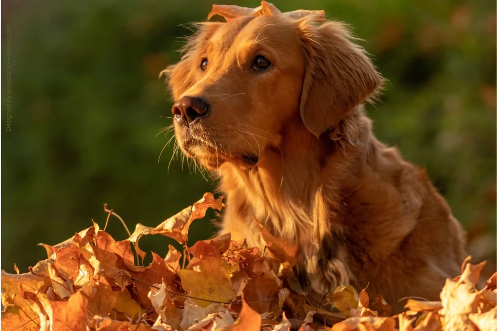 Ein Golden Retriever sitzt in einem Laubhaufen und hat ein Blatt auf dem Kopf.