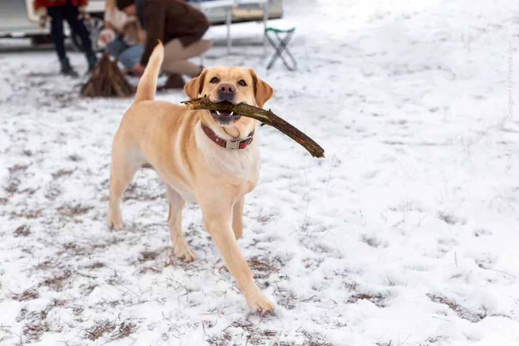Ein Hund im Schnee trägt einen Stock im Maul.