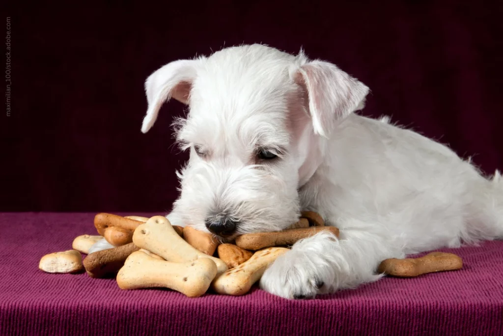 Ein kleiner, weißer Hund liegt auf einer pinken Decke. Vor ihm liegt ein Berg von Leckerlis.