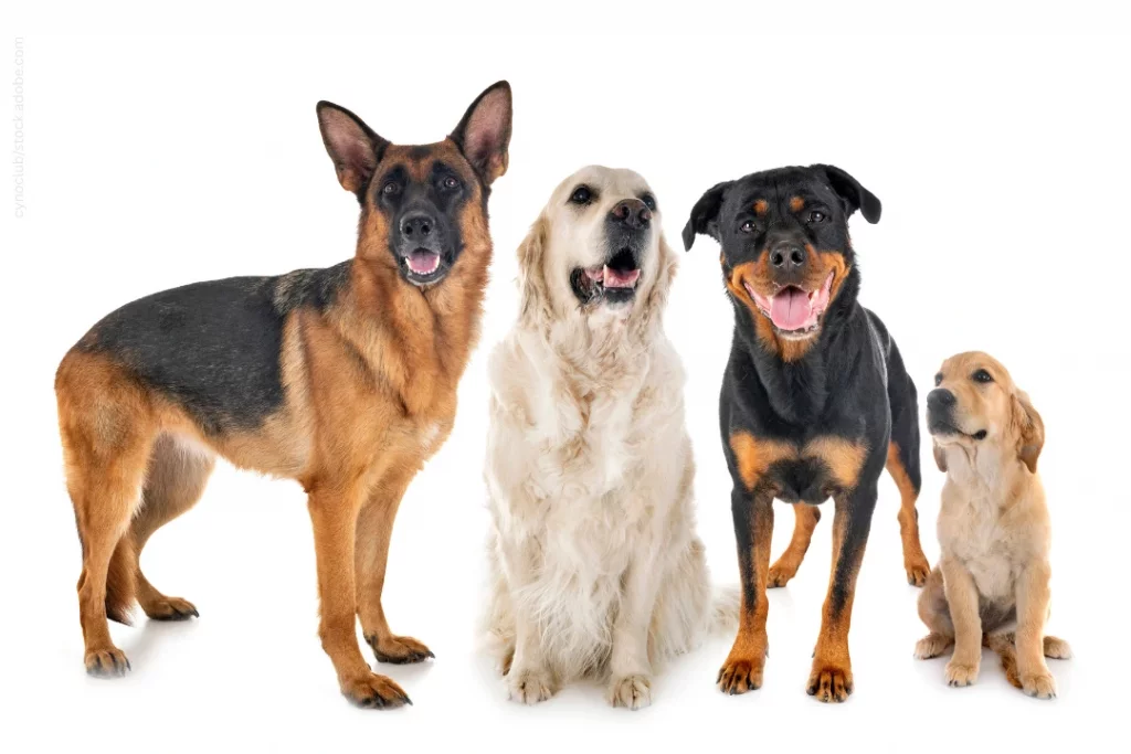 Auf dem Bild ist ein Schäferhund, ein Golden Retriever, ein Rottweiler und ein junger Welpe.