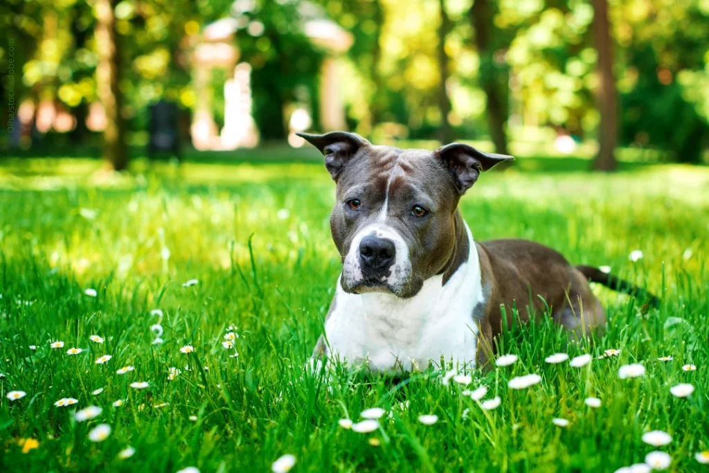 Ein Staffordshire Bullterrier liegt entspannt auf einer Wiese mit Gänseblümchen.