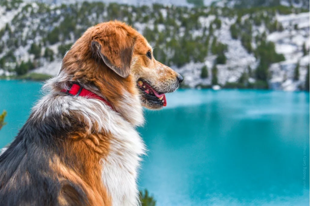 Ein Hund sitzt an einem See, hinter ihm die Berge.